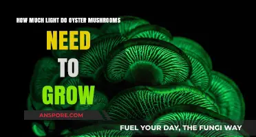 Optimal Light Conditions for Growing Oyster Mushrooms at Home