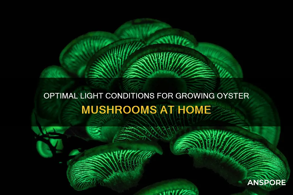 how much light do oyster mushrooms need to grow