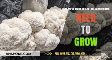 Optimal Light Conditions for Growing Shiitake Mushrooms at Home