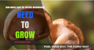 Optimal Light Conditions for Growing Shiitake Mushrooms at Home