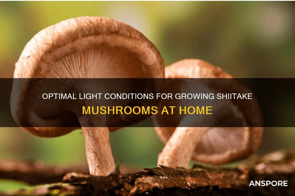 how much light do shitake mushrooms need to grow
