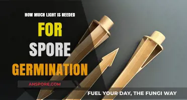 Optimal Light Conditions for Successful Spore Germination Explained