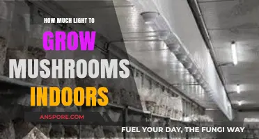 Optimal Lighting for Indoor Mushroom Cultivation: A Comprehensive Guide