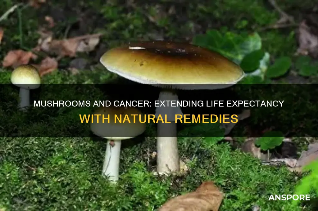 how much longer can people with cancer live eating mushrooms