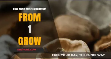 Maximizing Your Magic Mushroom Yield: Insights from a Single Grow