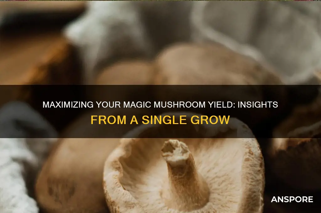 how much magic mushroom from 1 grow
