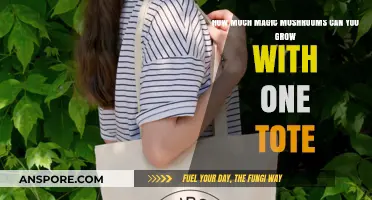 Maximizing Mushroom Yield: Growing Magic Mushrooms in a Single Tote