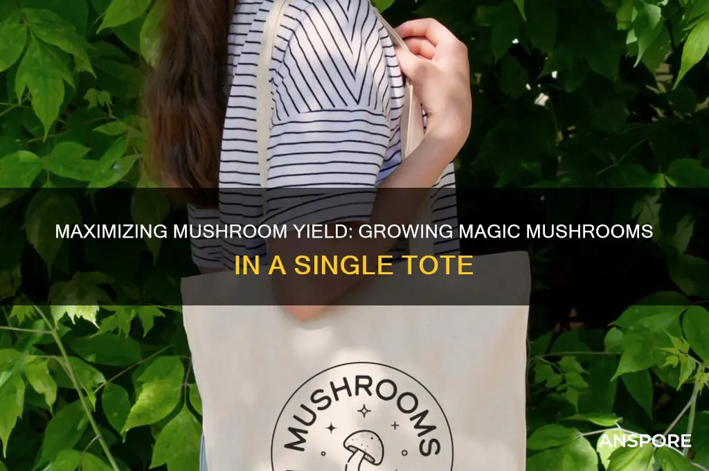 how much magic mushrooms can you grow with one tote