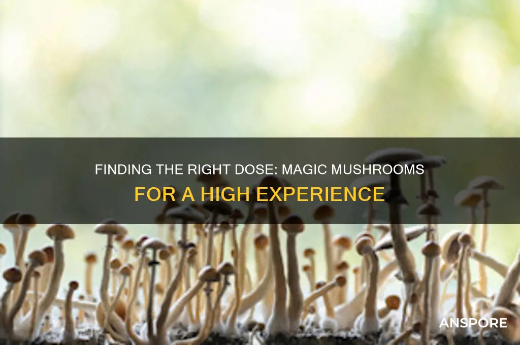 how much magic mushrooms do you eat for a high