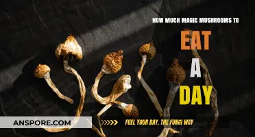 Safe Daily Magic Mushroom Dosage: A Beginner's Guide to Microdosing