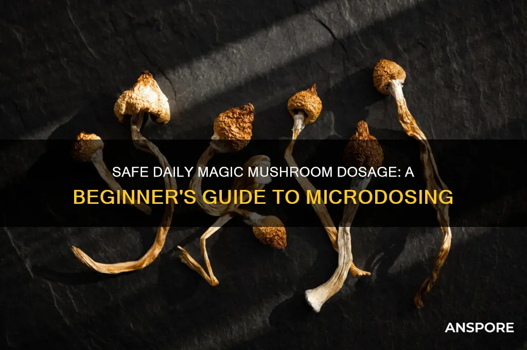 how much magic mushrooms to eat a day