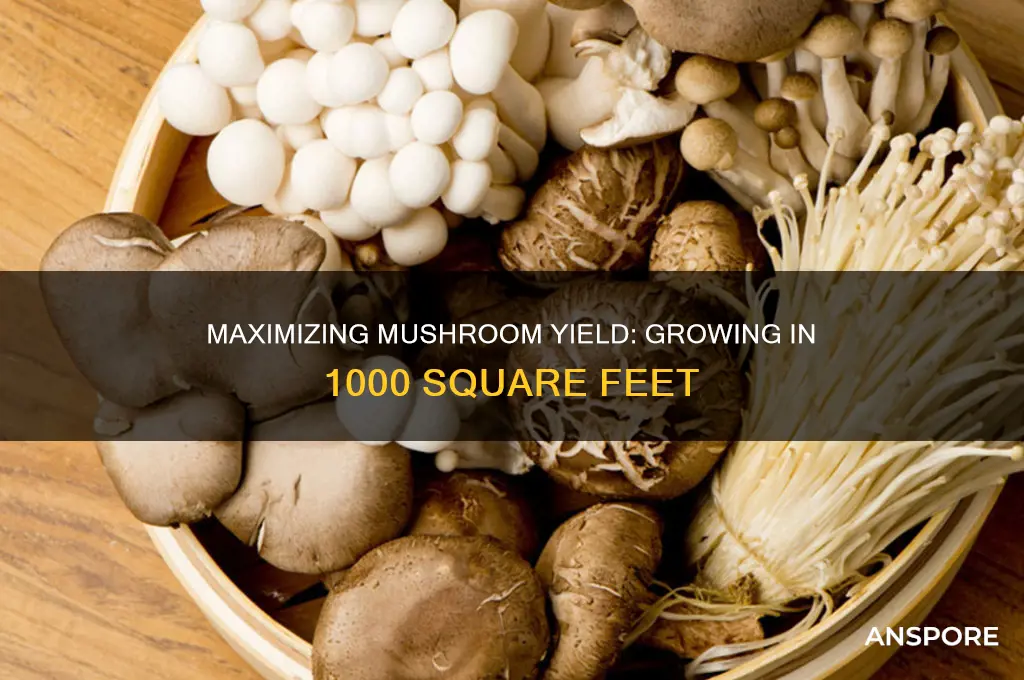 how much mushroom can be grown in 1000 sq ft