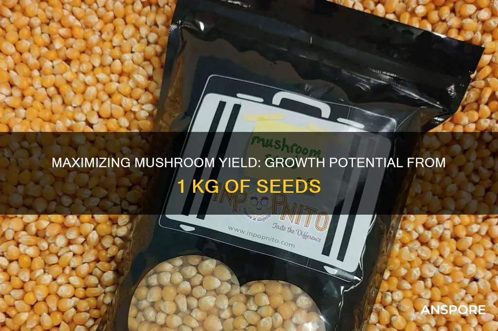how much mushroom can grow in 1 kg seeds