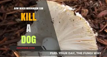 Toxic Mushroom Dangers: Lethal Dosage for Dogs Explained