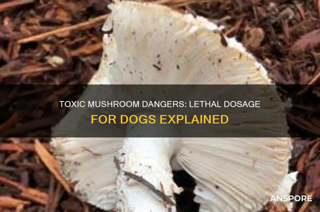 how much mushroom can kill a dog