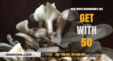 Budget-Friendly Mushroom Haul: Maximizing Your $50 at the Market