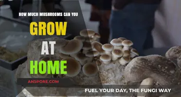 Maximize Your Harvest: Growing Mushrooms at Home Efficiently