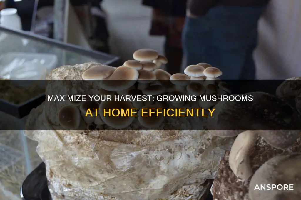 how much mushrooms can you grow at home