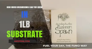 Maximizing Mushroom Yield: How Much Can 1lb Substrate Produce?