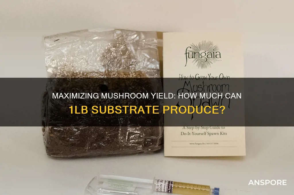 how much mushrooms can you grow in 1lb substrate