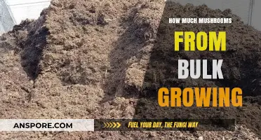 Maximizing Mushroom Yields: Bulk Growing Techniques for Abundant Harvests
