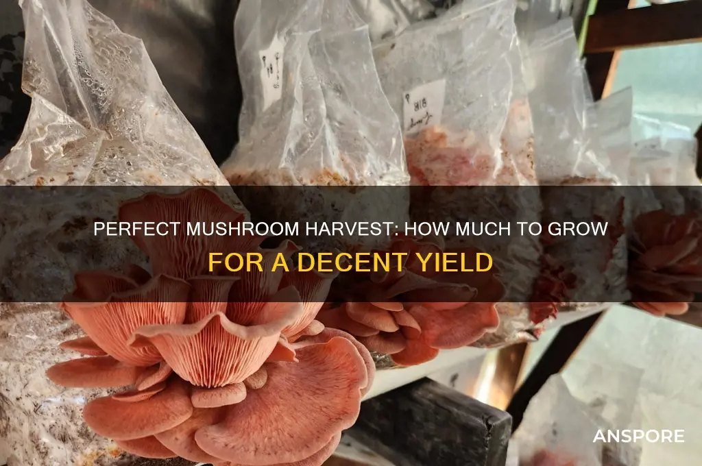 how much mushrooms to make a decent amount