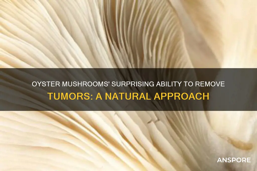 how much of a tumor can oyster mushrooms remove