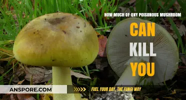 Deadly Dose: How Much Poisonous Mushroom Can Be Fatal?