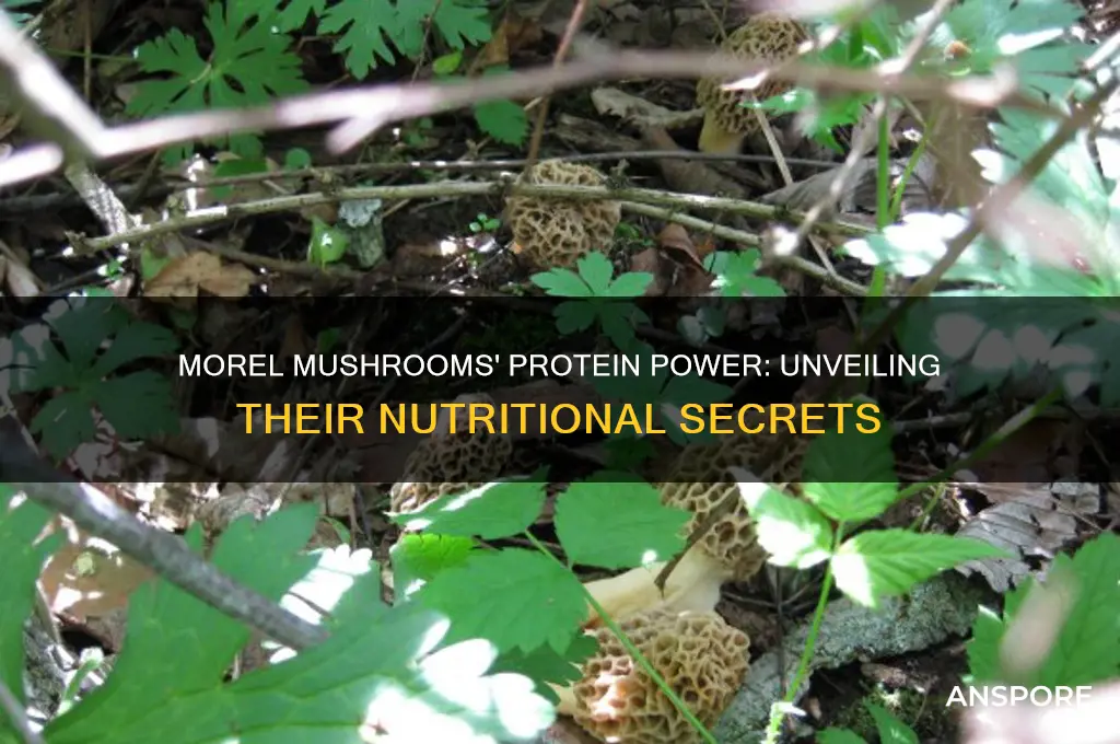 how much protein in morel mushroom