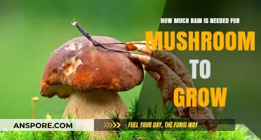 Rain Requirements for Mushroom Growth: How Much is Enough?