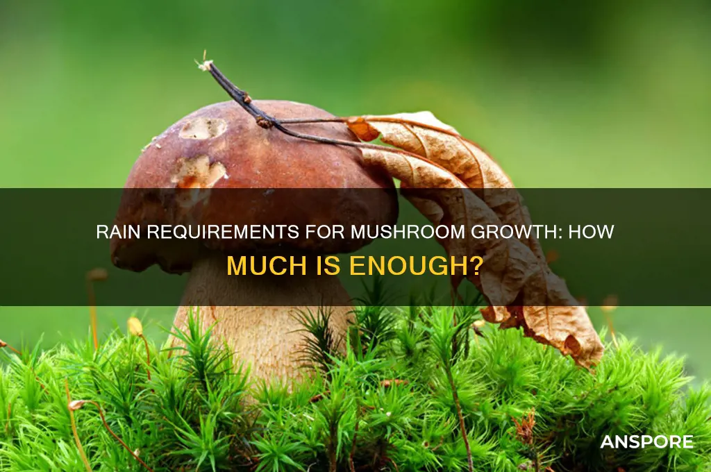 how much rain is needed for mushrooms to grow