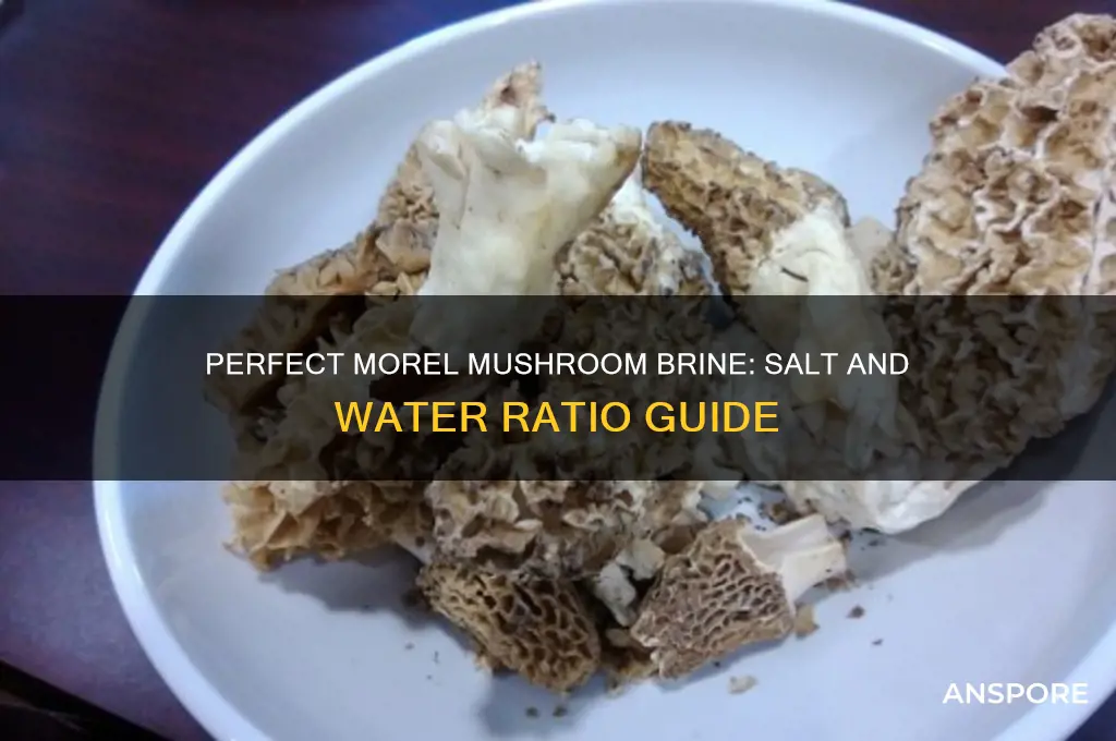 how much salt and water for morel mushrooms