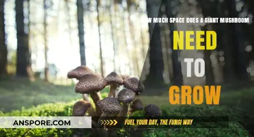 Giant Mushrooms: Understanding the Ideal Space for Optimal Growth