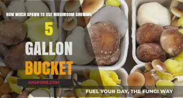 Optimal Spawn Amount for Mushroom Growing in 5-Gallon Buckets