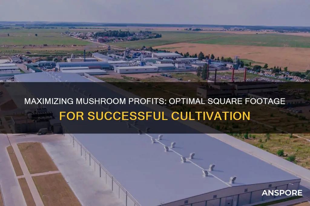 how much square footage to be profitable growing mushrooms