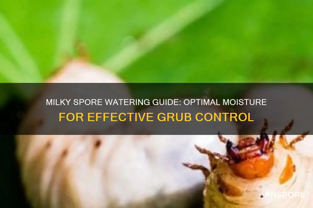 how much to water in milky spore