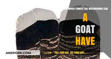 Safe Turkey Tail Mushroom Dosage for Goats: A Comprehensive Guide