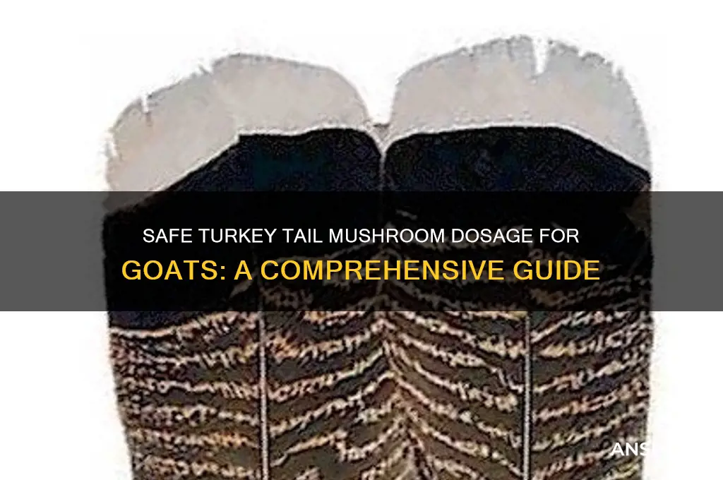 how much turkey tail mushrooms can a goat have