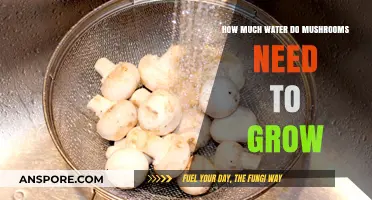 Optimal Watering for Mushroom Growth: Essential Tips for Success