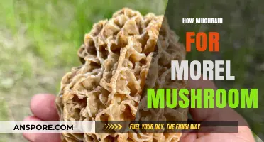 Optimal Rainfall for Morel Mushrooms: A Guide to Perfect Conditions