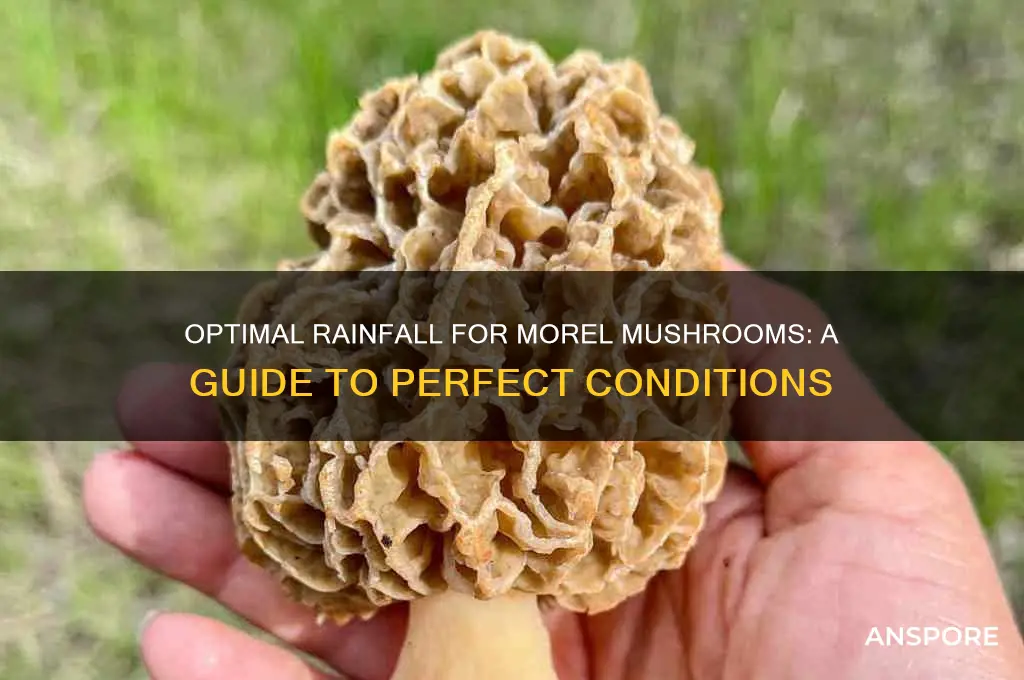 how muchrain for morel mushrooms