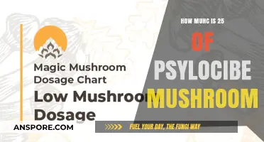 Psychedelic Microdosing: 25mg of Magic Mushrooms