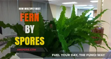 Multiply Nest Ferns Naturally: A Step-by-Step Guide to Spore Propagation