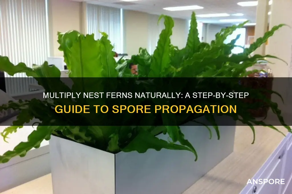 how multiply nest fern by spores