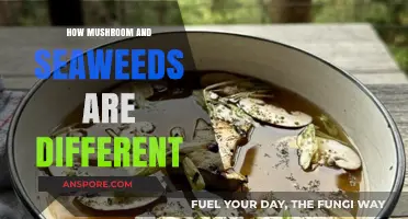 Mushrooms vs Seaweed: Nature's Odd Couple