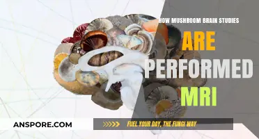 MRI Brain Scans: Unveiling the Secrets of Mushroom Consumption