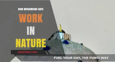 Mushroom Caps: Nature's Intricate Design