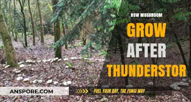 Thunderstorm's Secret: Unveiling Mushroom Growth After Rain Showers