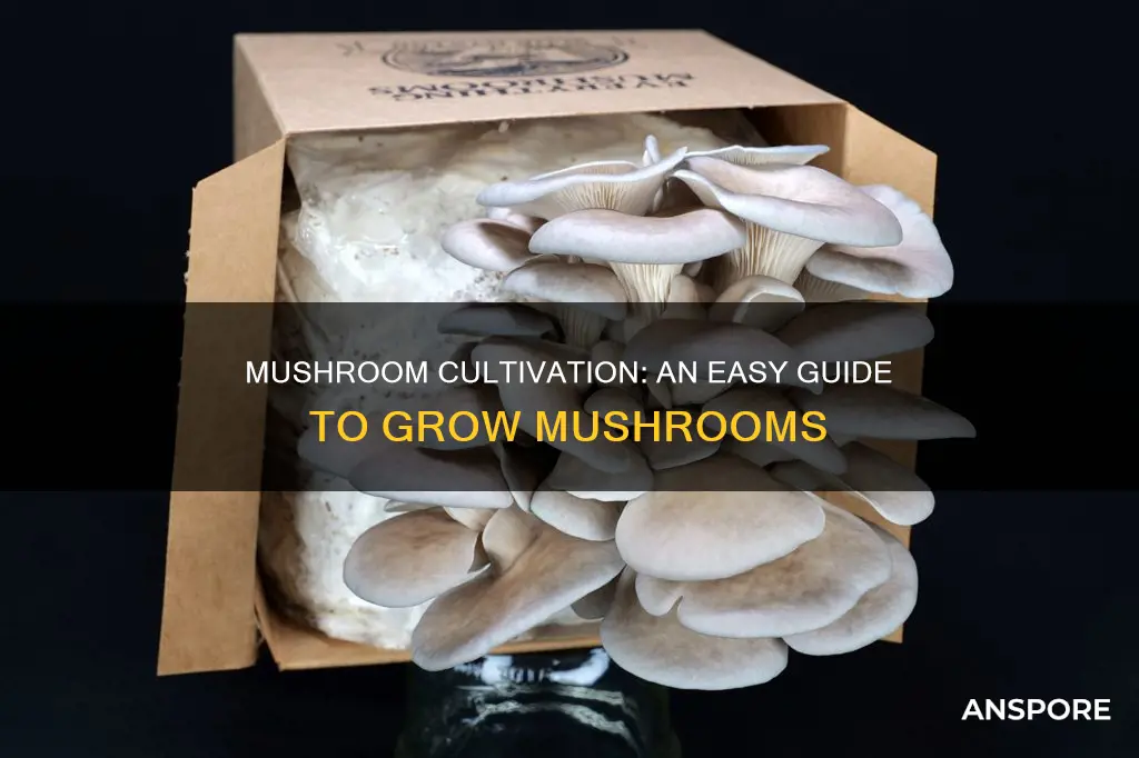 how mushroom produce