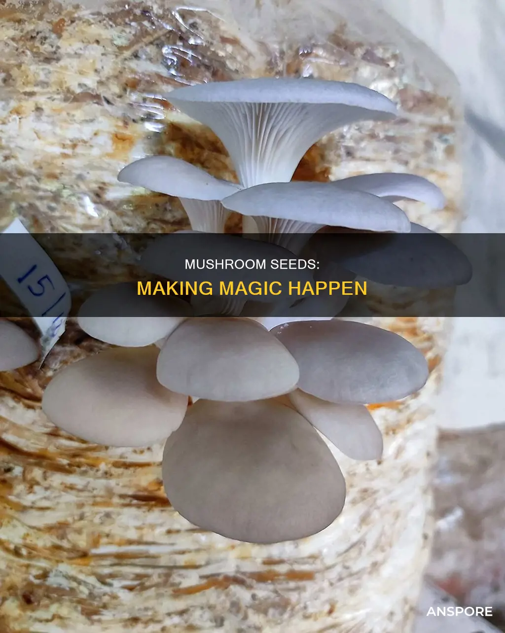 how mushroom seeds are made
